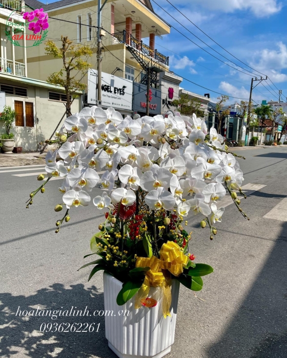 Chậu Hoa Lan Hồ Điệp Trắng Chúc Mừng Nơ Vàng Sang Trọng