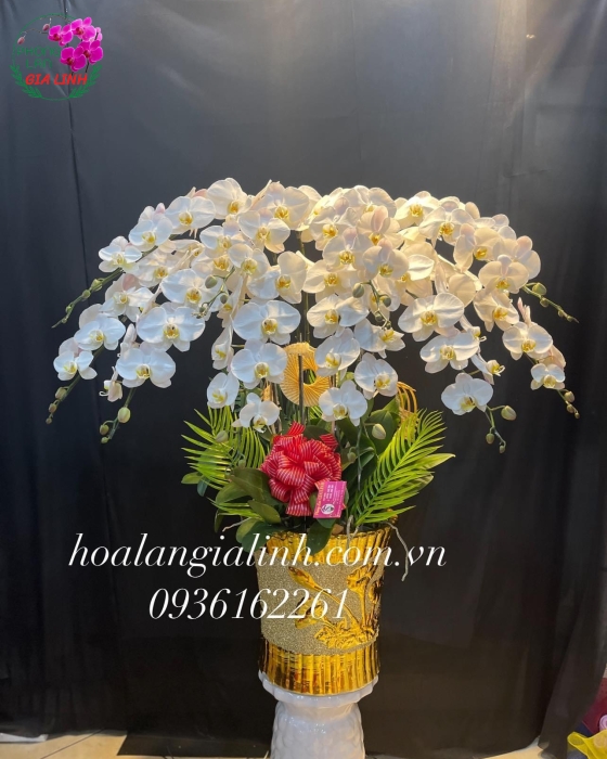 Chậu Hoa Lan Hồ Điệp Trắng Mừng Khai Trương Tân Gia 10 cành