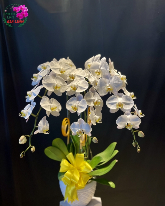Chậu Hoa Lan Hồ Điệp Trắng 3 Cành Mừng Khai Trương Tân Gia 
