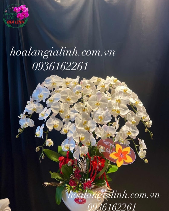 Chậu Hoa Lan Hồ Điệp Trắng Mừng Khai Trương Tân Gia