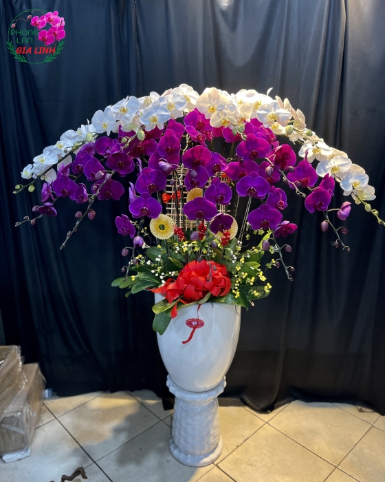 Chậu Hoa Lan Hồ Điệp Trắng Tím 2 Tầng Mừng 30/4