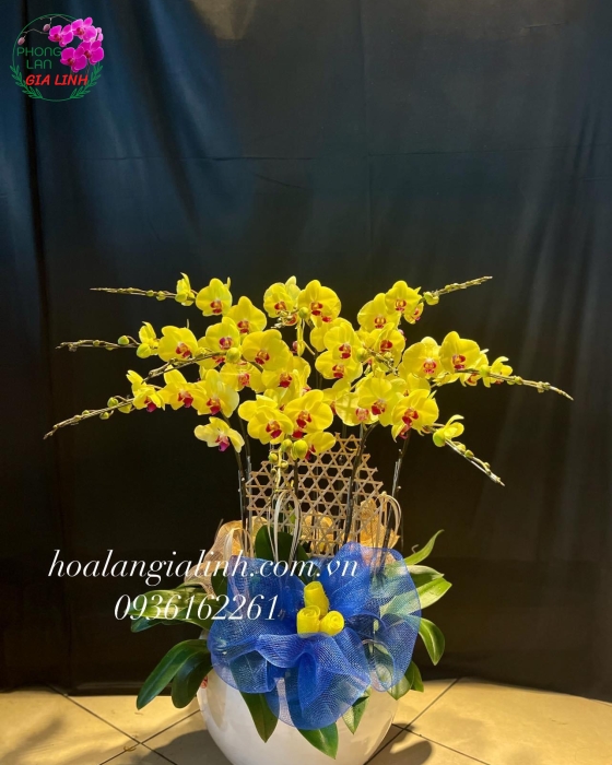 Chậu Hoa Lan Hồ Điệp Vàng 10 cành mừng tân gia