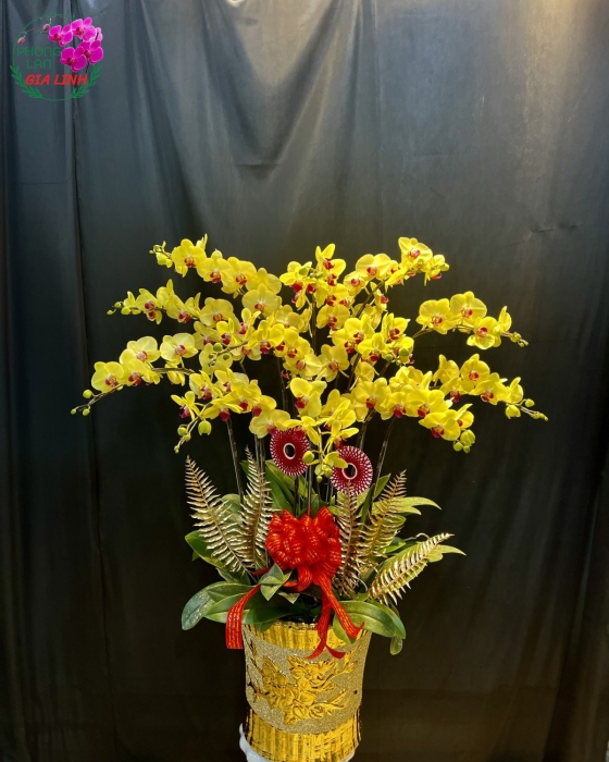 Chậu Hoa Lan Hồ Điệp Vàng 12 cành Mừng Khai Trương Tân Gia