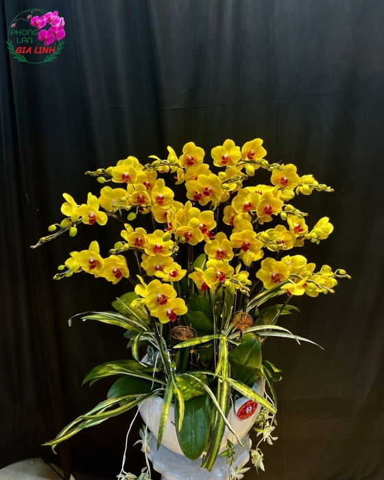 Chậu Hoa Lan Hồ Điệp Vàng 30/4 Đẹp