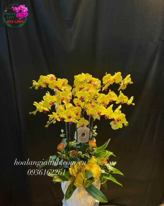 Chậu Hoa Lan Hồ Điệp Vàng 8 cành mừng tân gia