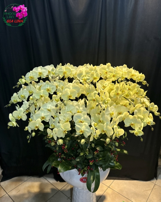 Chậu Hoa Lan Hồ Điệp Vàng Chanh Lớn Đẹp