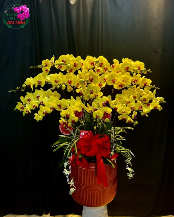 Chậu Hoa Lan Hồ Điệp Vàng Chúc Mừng 30/4