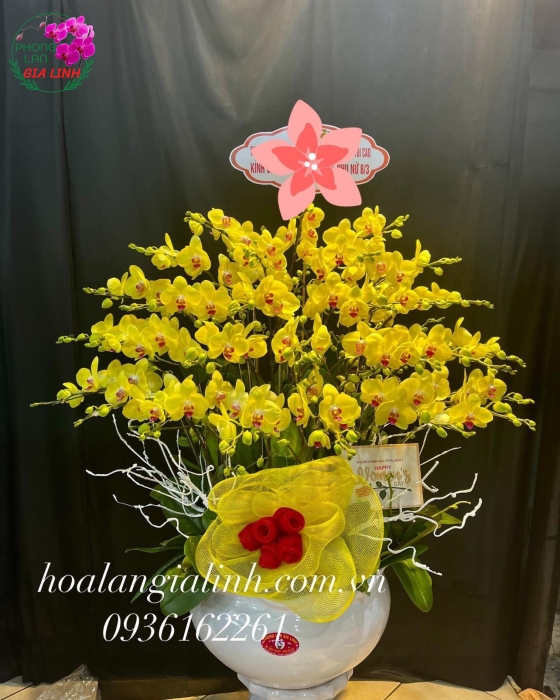 Chậu Hoa Lan Hồ Điệp  Vàng Chúc Mừng