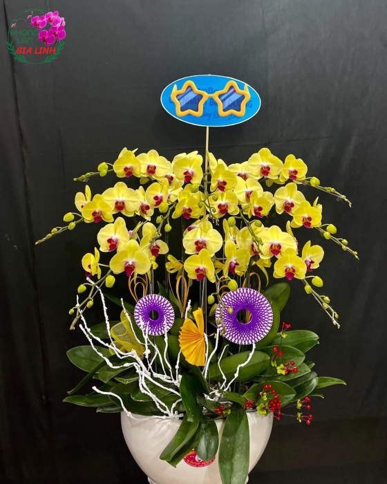 Chậu Hoa Lan Hồ Điệp Vàng 10 Cành Chúc Mừng