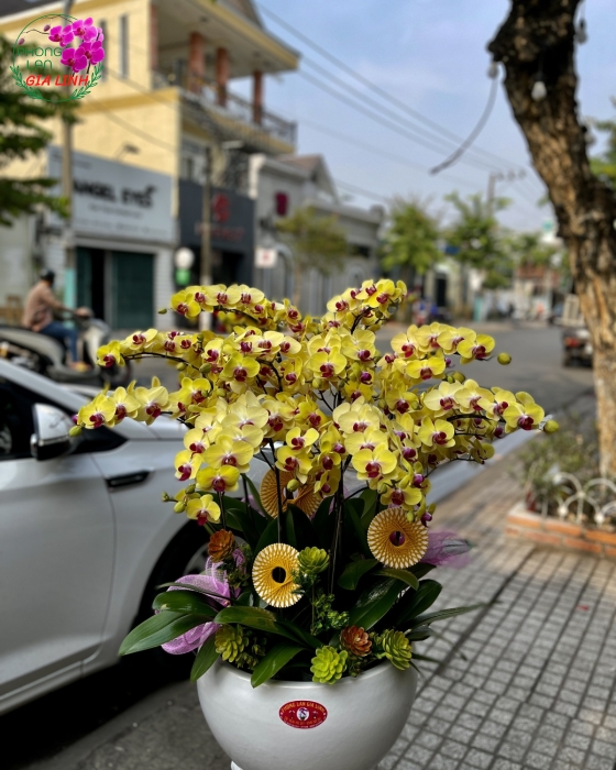 Cơ hội sở hữu những chậu lan hồ điệp văn phòng đẹp