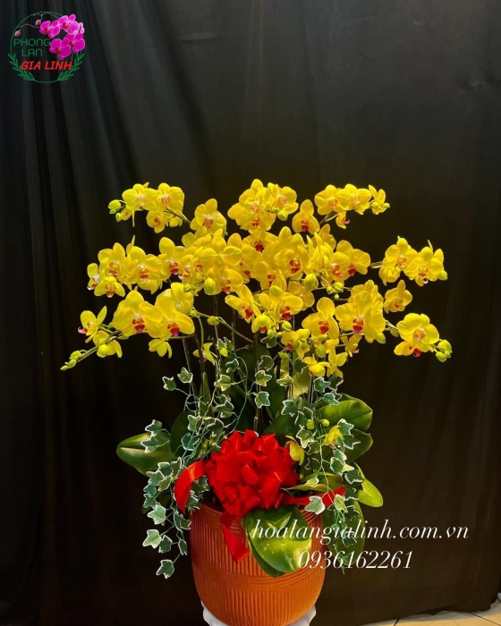 Chậu hoa lan hồ điệp vàng lưỡi đỏ