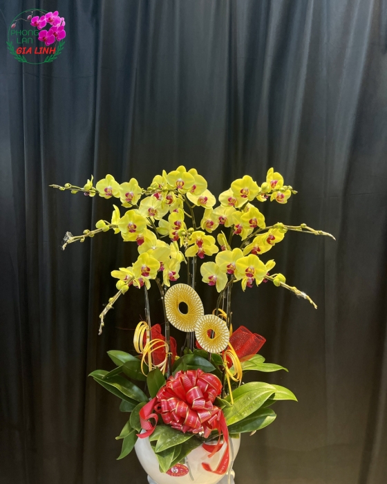 Chậu Hoa Lan Hồ Điệp Vàng Mừng Khai Trương Tân Gia 8 Cành