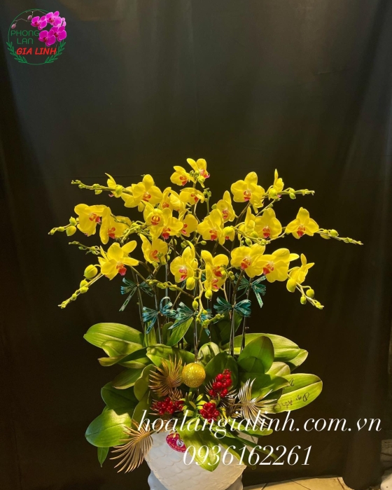 Chậu Hoa Lan Hồ Điệp  Vàng Mừng Khai Trương Tân Gia
