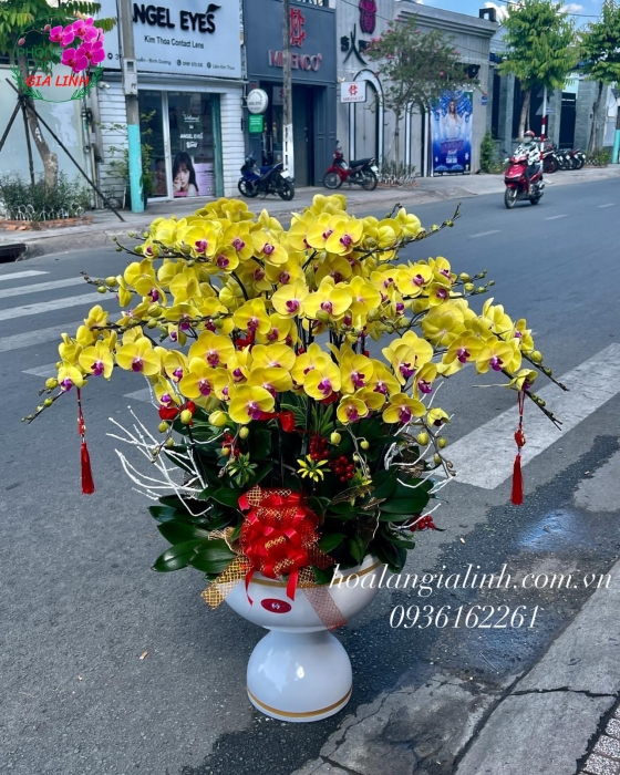Chậu Hoa Lan Hồ Điệp Vàng Mừng Năm Mới Hanh thông