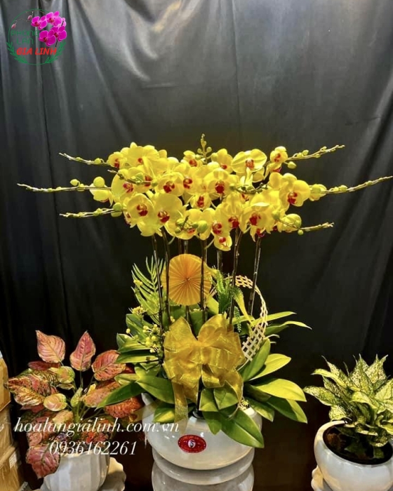 Chậu Hoa Lan Hồ Điệp Vàng Mừng Sinh Nhật Sang Trọng