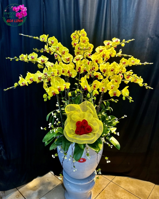 Chậu Hoa Lan Hồ Điệp Vàng Ngày Mới Tươi Đẹp