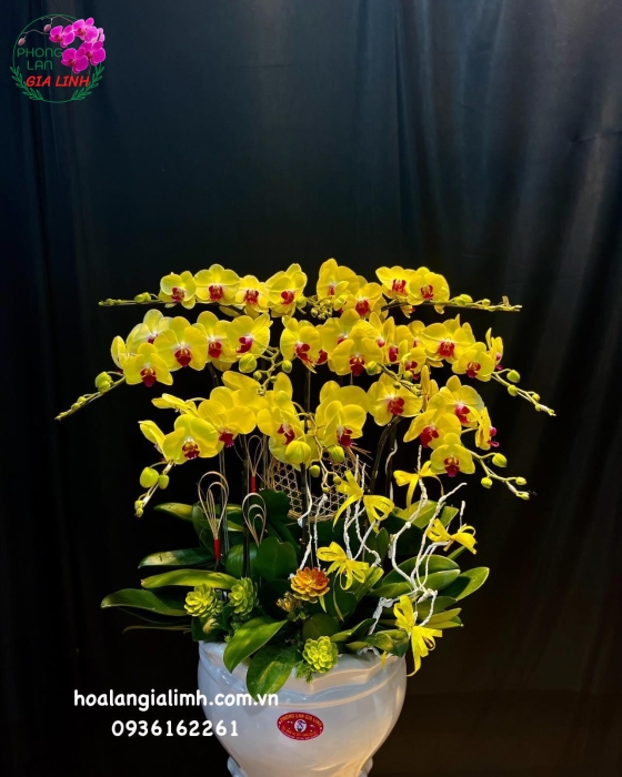 Chậu Hoa Lan Hồ Điệp Vàng Phối Nơ Hoa Sen Đá Dễ Thương
