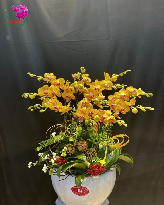 Chậu Hoa Lan Hồ Điêp Vàng Sọc Sang Trọng