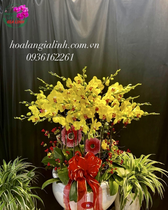 Chậu Hoa Lan Hồ Điệp Vàng Tặng Khai Trương 