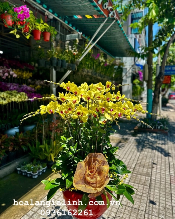 Chậu Hoa Lan Hồ Điệp Vàng Tươi Mới