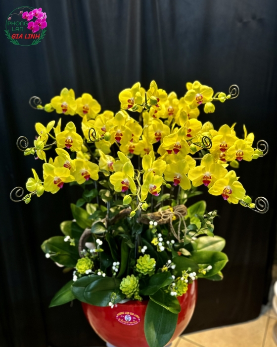 Chậu Hoa Lan Hồ Điệp Vàng Tươi Xinh