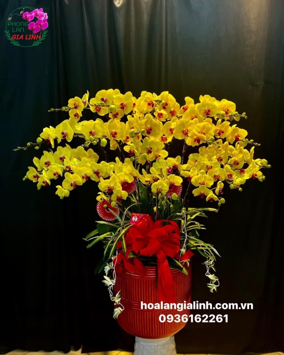 Chậu Hoa Lan Hồ Điệp Vàng Ý Nghĩa