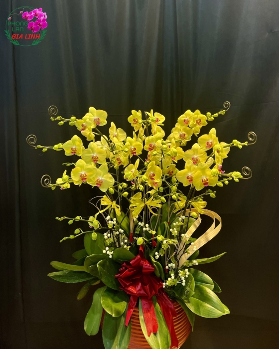 Chậu Hoa Lan Hồ Điệp Xinh Xinh