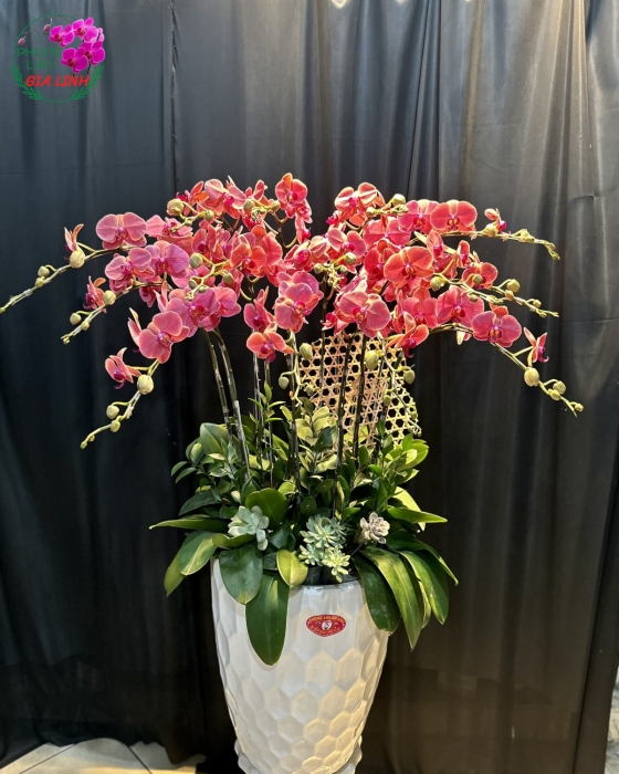 Chậu hoa lan hồ Hừng đông