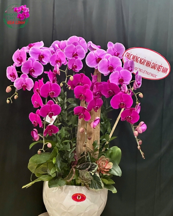 chậu hoa mừng ngày nhà giáo việt nam