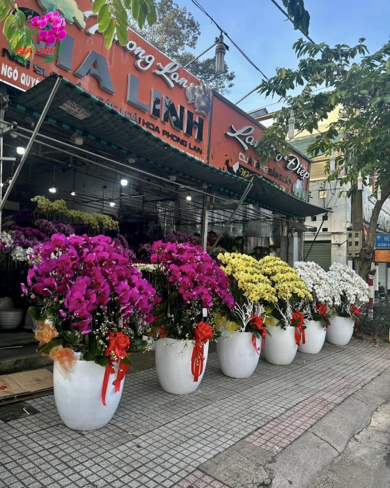Mua chậu hoa tết đẹp, giá rẻ, giao hàng ngay