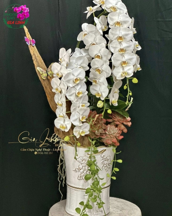 Chậu lan để bàn thờ gia tiên – Trang trọng và thanh lịch