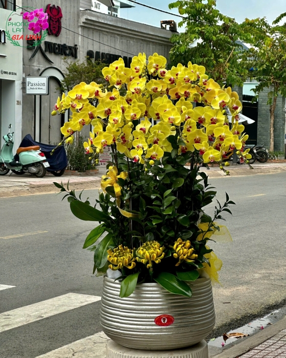 Địa chỉ cung cấp chậu lan đẹp, chất lượng và uy tín nhất