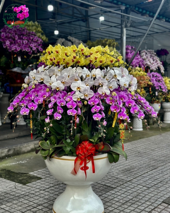 Chậu lan hồ điệp 3 tầng Niềm vui đầu năm