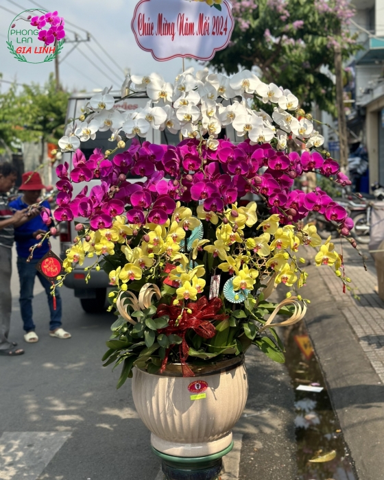 Chậu lan hồ điệp 3 tầng Phú quý phát tài