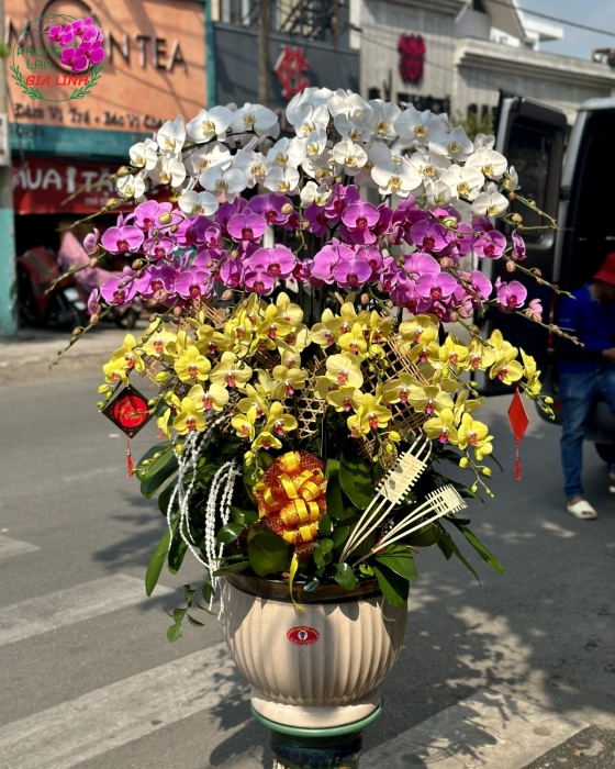 Chậu lan hồ điệp 3 tầng Phú quý phát tài