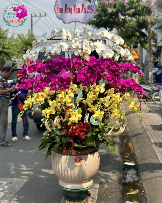 Chậu lan hồ điệp 3 tầng Phú quý phát tài