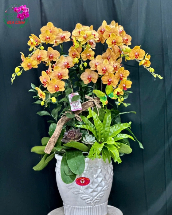 Chậu Lan Hồ Điệp Cam