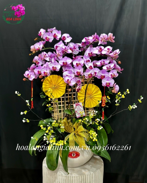 Chậu lan hồ điệp Chút lãng mạn