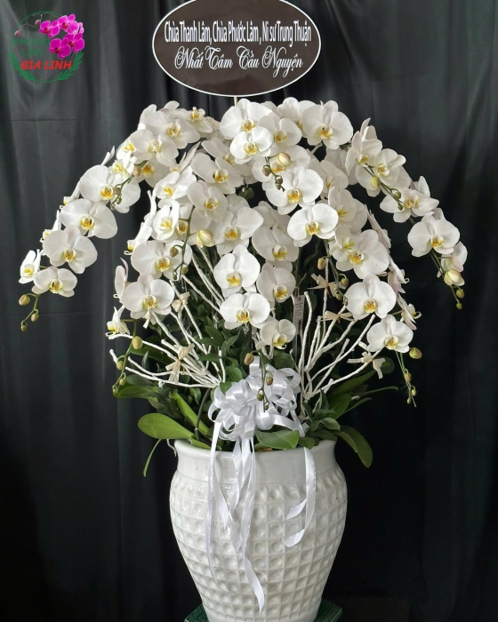 Địa chỉ bán chậu lan hồ điệp đám tang chuyên nghiệp, tận tâm