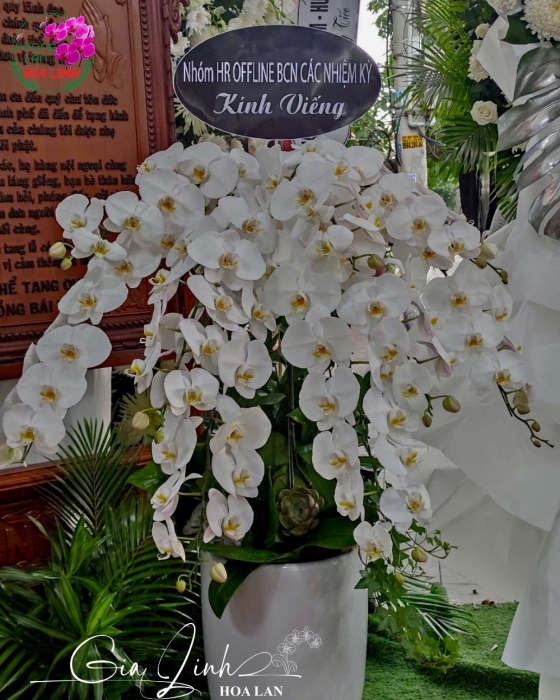 Đơn vị bán chậu lan hồ điệp đám tang Thủ Dầu Một Bình Dương