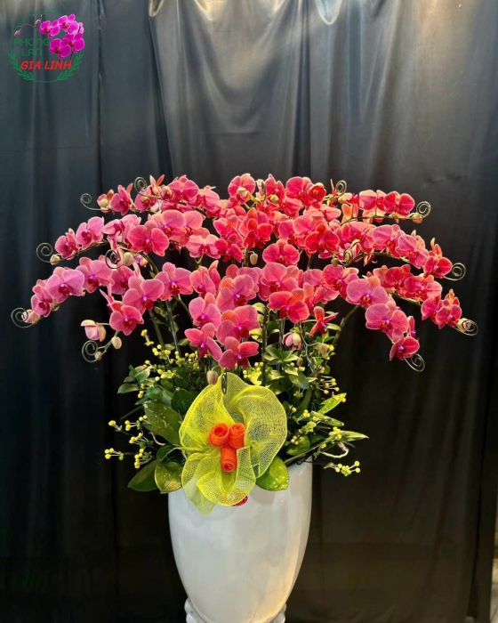 Chậu lan hồ điệp đỏ Đại phú quý 