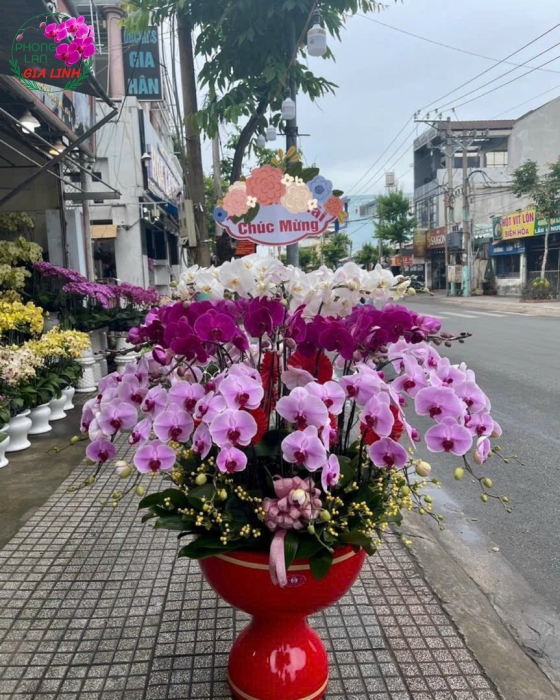 Chậu Lan Hồ Điệp giá tốt nhất thị trường