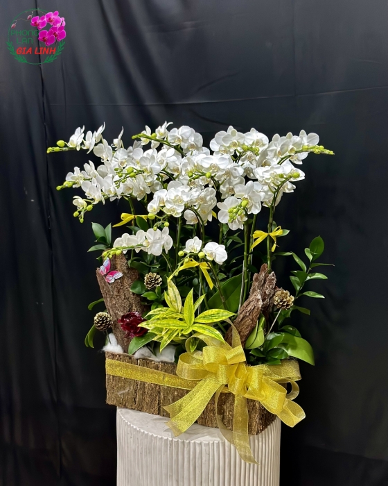 Chậu Lan Hồ Điệp Giáng Sinh siêu xinh