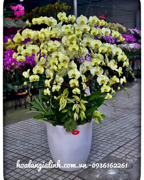 Chậu lan hồ điệp hồng Cánh bướm vườn xuân