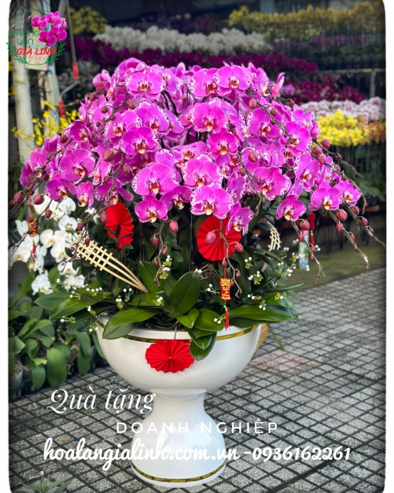 Chậu lan hồ điệp hồng Đại phát