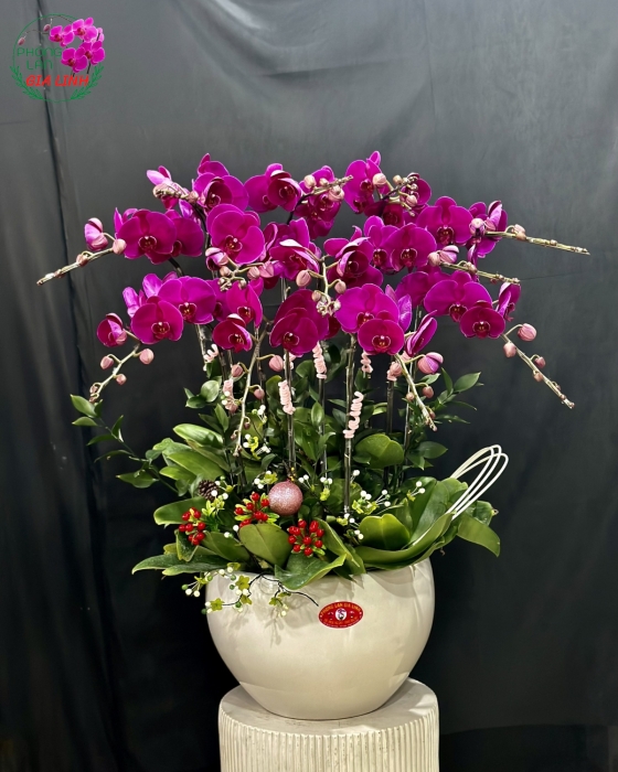 Chậu lan hồ điệp hồng Điệp khúc mùa xuân