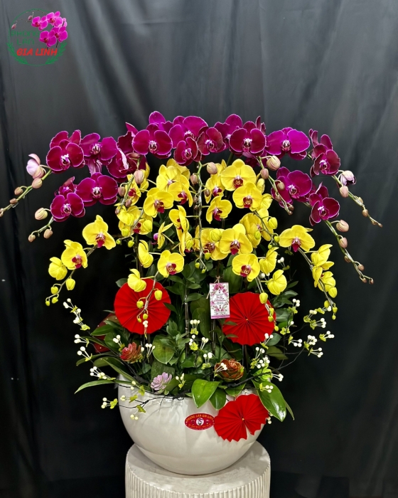 Chậu lan hồ điệp Điệp khúc mùa xuân