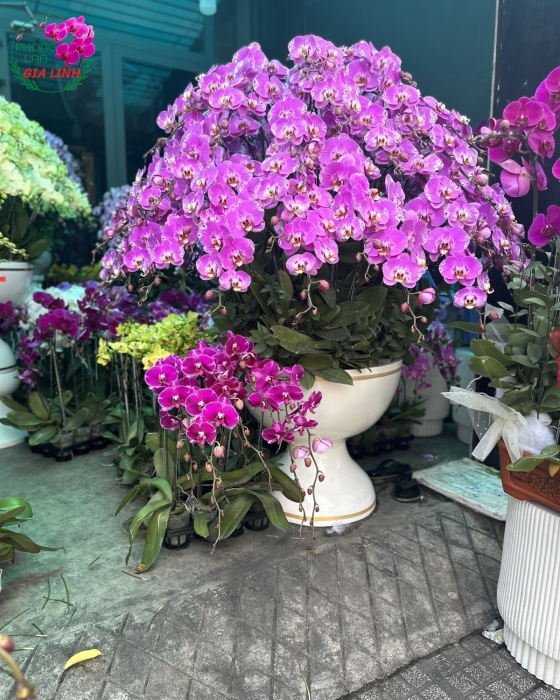 Chậu lan hồ điệp Hồng Trọn tình sắc xuân