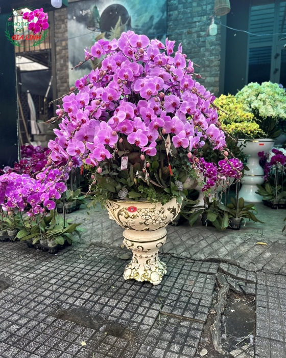 Chậu lan hồ điệp Hồng Trọn tình sắc xuân