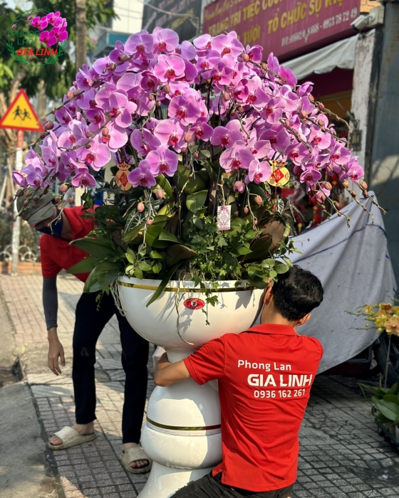 Chậu lan hồ điệp Hồng Trọn tình sắc xuân